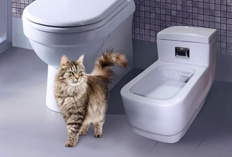 Как удалить запах кошачьей мочи домашними и специальными средствами