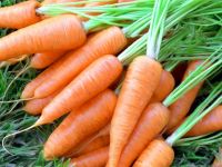Як посадити моркву (ютюб відео)