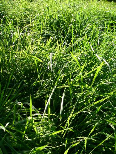 Густая зеленая трава газона